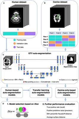 Automatic gross tumor segmentation of canine head and neck cancer using deep learning and cross-species transfer learning